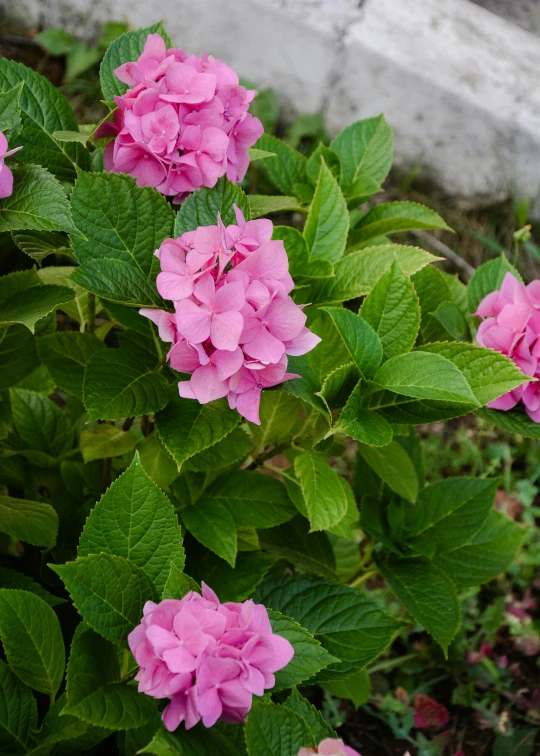 a red fire hydrant sitting next to a bunch of pink flowers, a portrait, unsplash, an isolated hydrangea plant, full frame image, large leaves, green