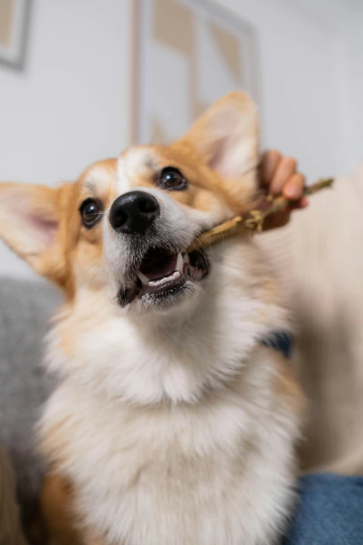 a close up of a person brushing a dog's teeth, a portrait, trending on unsplash, cute corgi, holding a wooden staff, thumbnail, hemp