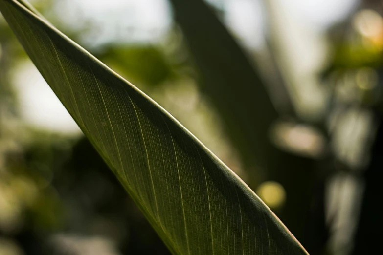 a close up of a leaf of a plant, by Eglon van der Neer, unsplash, hurufiyya, banana trees, diffused, magnolia stems, shot on sony a 7