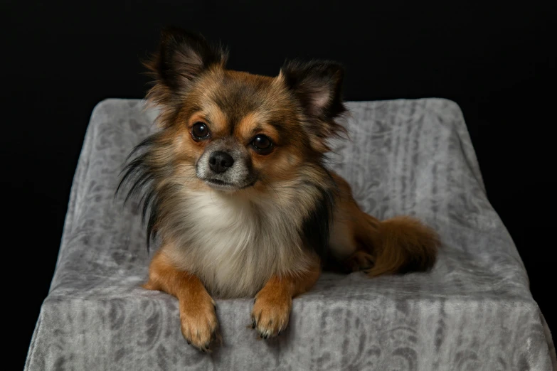 a small dog sitting on top of a chair, a portrait, pexels contest winner, long - haired chihuahua, portrait shot 8 k, rectangle, shot on sony a 7