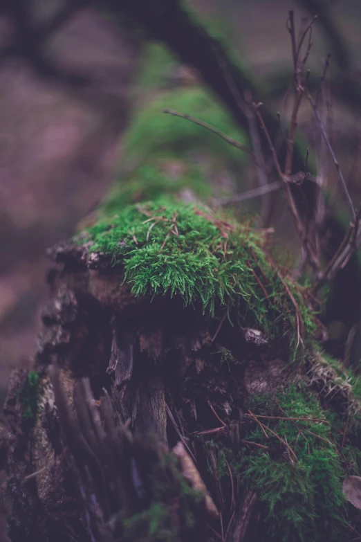 a moss covered tree stump in a forest, inspired by Elsa Bleda, unsplash, grainy quality, chillhop, dynamic closeup, purple and green