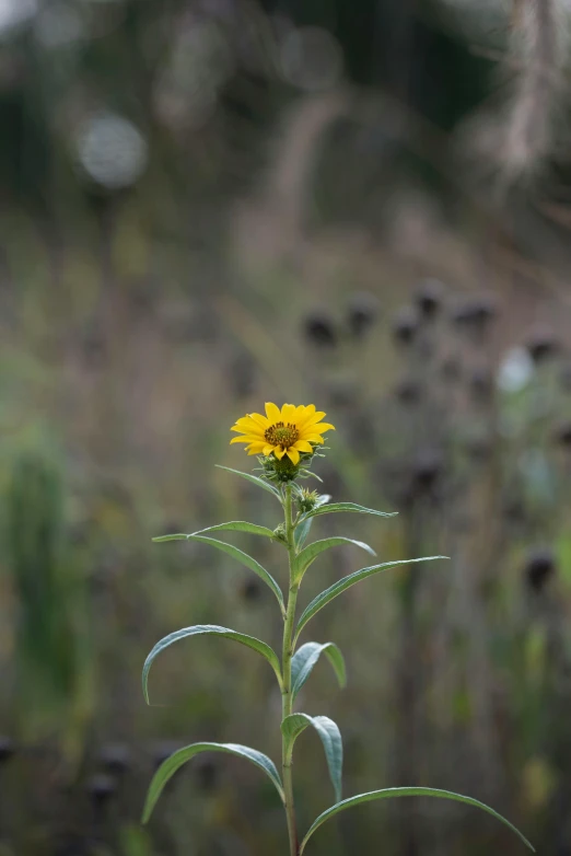 a single yellow flower in the middle of a field, by Jessie Algie, renaissance, large tall, wild foliage, uncrop, gray
