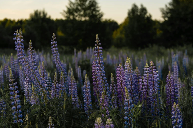 a field of purple flowers with trees in the background, unsplash, hurufiyya, mutants roaming in the evening, quebec, mediumslateblue flowers, majestic spires