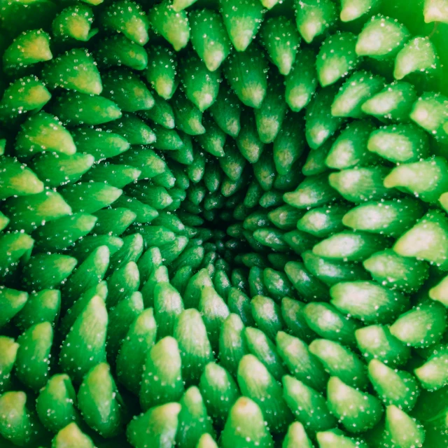 a close up view of a green plant, a microscopic photo, by Anna Haifisch, unsplash, abstract illusionism, spiral horns!, sacred geometry pattern, photo taken with an iphone, inside the picture is infinity