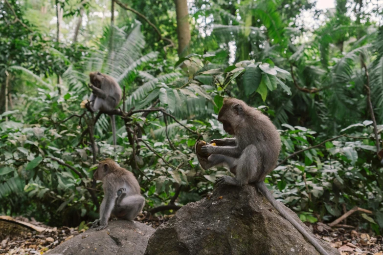 a group of monkeys sitting on top of a rock, by Emma Andijewska, pexels contest winner, sumatraism, amongst foliage, avatar image, having a snack, grey