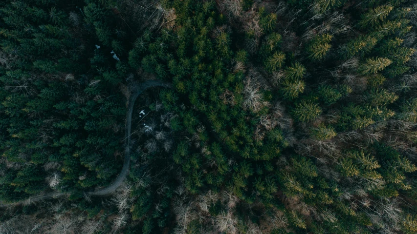 a bird's eye view of a forest, an album cover, by Adam Marczyński, unsplash contest winner, hurufiyya, dark green tones, no people 4k, forest picnic, ((trees))