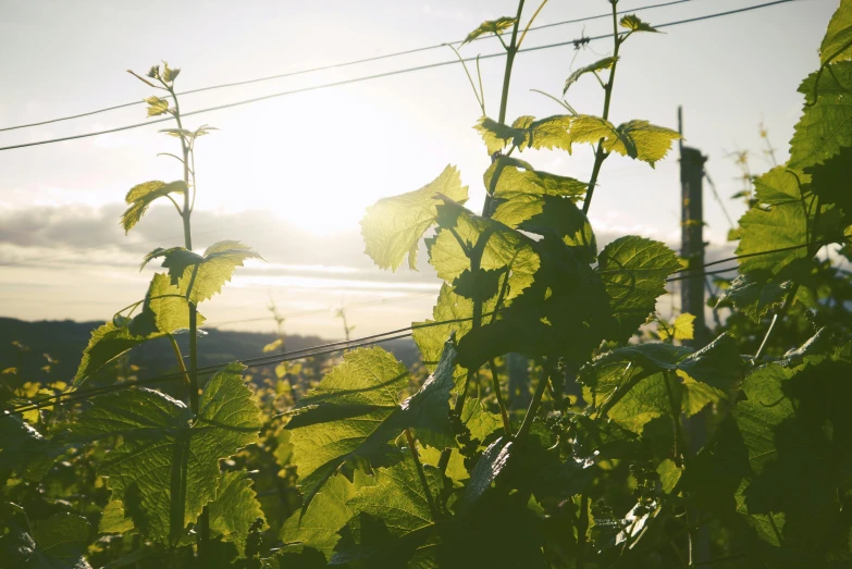 the sun shines through the leaves of a plant, unsplash, happening, with a few vines and overgrowth, seaview, neighborhood, shot on hasselblad