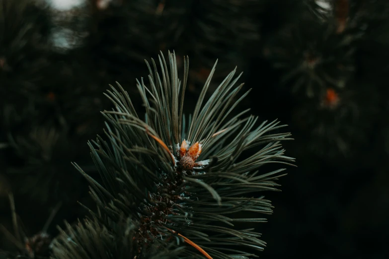 a close up of a pine tree branch, trending on pexels, 🦩🪐🐞👩🏻🦳, flowers around, black fir, background image