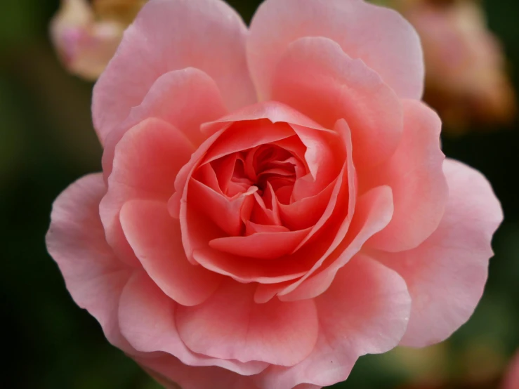 a close up of a pink flower on a plant, crown of mechanical peach roses, 'groovy', an award winning, comforting