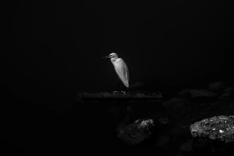 a black and white photo of a bird on a dock, a black and white photo, by Matthias Weischer, pexels contest winner, hurufiyya, white on black, heron, glowing in the dark, portrait of albino mystic