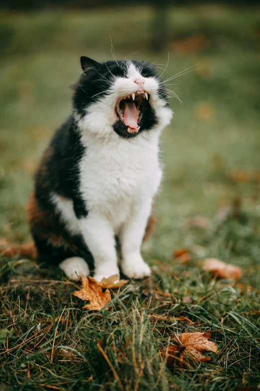 a black and white cat yawning in the grass, unsplash, sitting on a leaf, screaming and crying, speech, detailed »