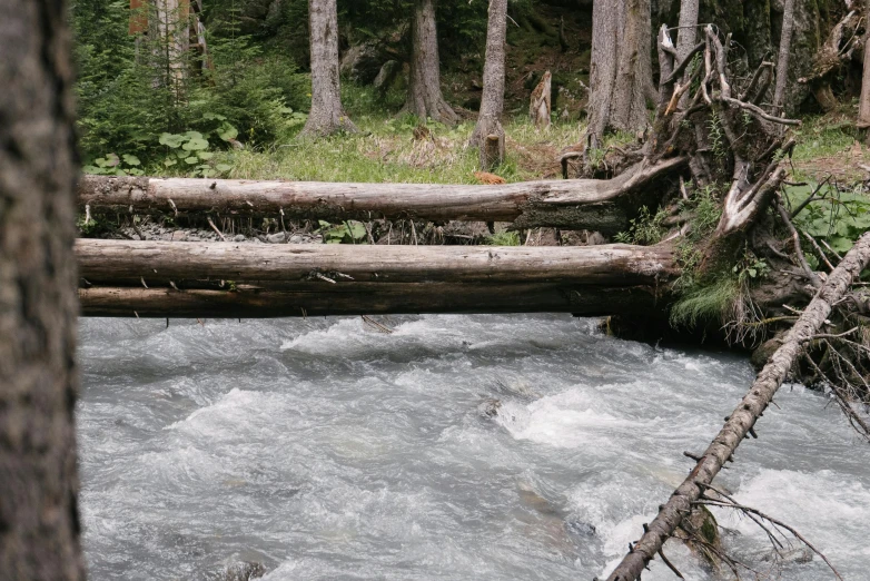 a forest filled with lots of trees next to a river, a picture, unsplash, hurufiyya, fallen trees, salmon, 2 5 6 x 2 5 6 pixels, gray