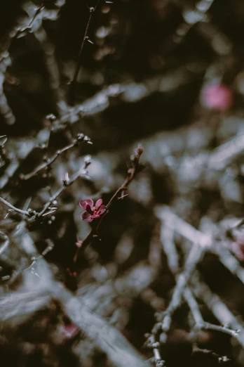 a red fire hydrant sitting on top of a lush green field, inspired by Elsa Bleda, unsplash, aestheticism, plum blossom, in a dark forest low light, branches composition abstract, pink and grey muted colors