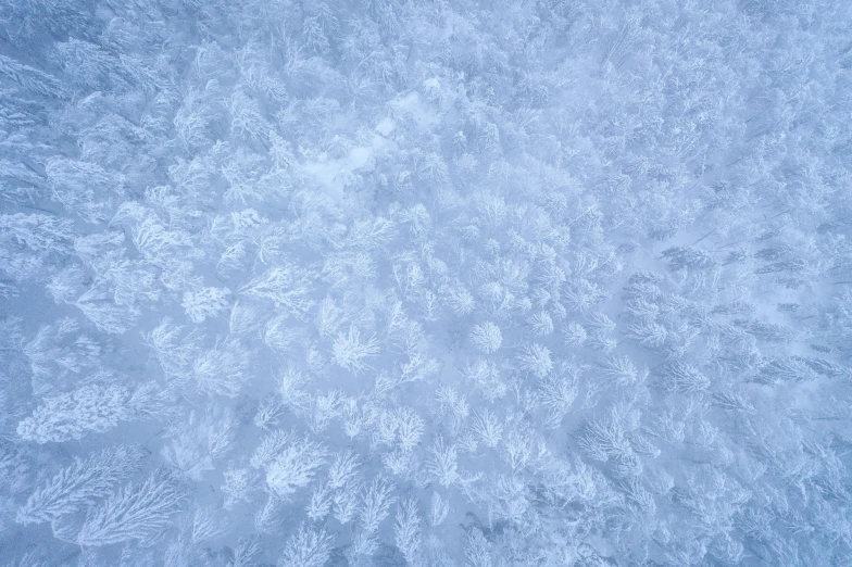 an aerial view of a snow covered forest, an album cover, inspired by Arthur Burdett Frost, pexels contest winner, blue soft light, volumetric fur, high resolution ultradetailed, low - angle shot