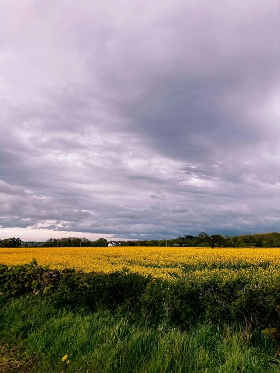 a field of yellow flowers under a cloudy sky, a picture, by Robert Storm Petersen, unsplash contest winner, panoramic, fan favorite, midwest town, gloomy skies