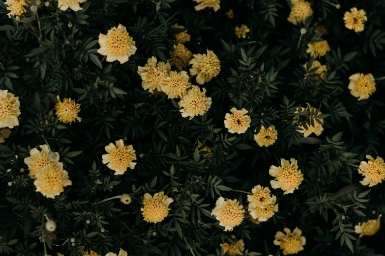 a bunch of yellow flowers sitting on top of a lush green field, trending on unsplash, minimalism, dark flower pattern wallpaper, chrysanthemum eos-1d, made of flowers and leaves, manuka