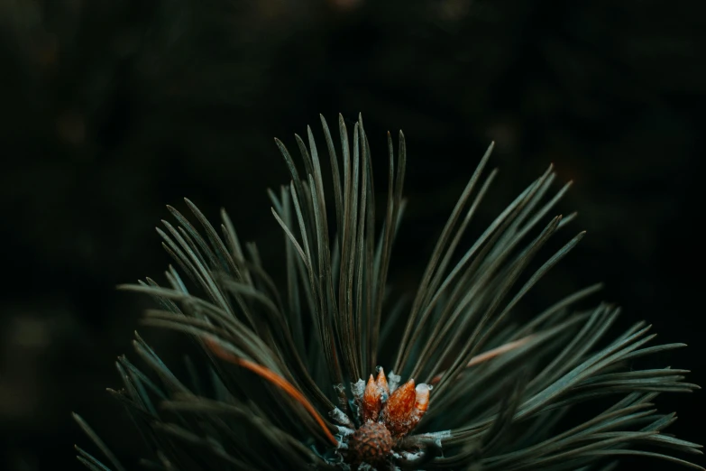 a close up of a pine tree branch, a macro photograph, trending on pexels, hurufiyya, dark background ”, 🌲🌌, flowers around, 8k octan photo