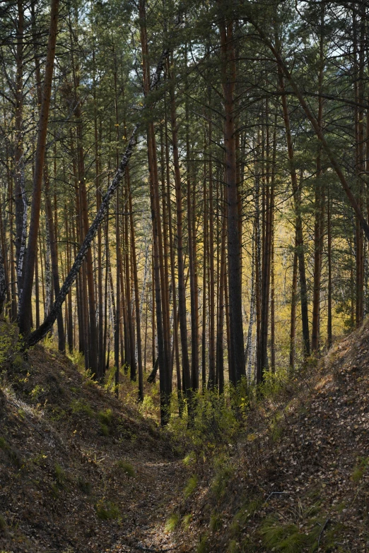 a forest filled with lots of tall trees, inspired by Ivan Shishkin, unsplash contest winner, renaissance, frans lanting, ravine, ((trees)), panorama shot