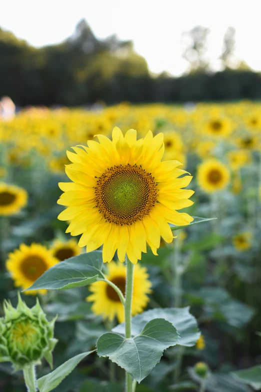 a field of sunflowers on a sunny day, on display, standing in a field, lit up, grey