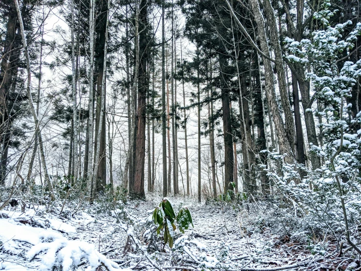 a forest filled with lots of trees covered in snow, a photo, in karuizawa, ((forest)), mixed art, instagram picture