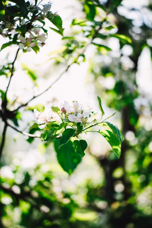 a close up of a tree with white flowers, inspired by Elsa Bleda, unsplash, backlight green leaves, fruit and flowers, overexposed sunlight, apple trees