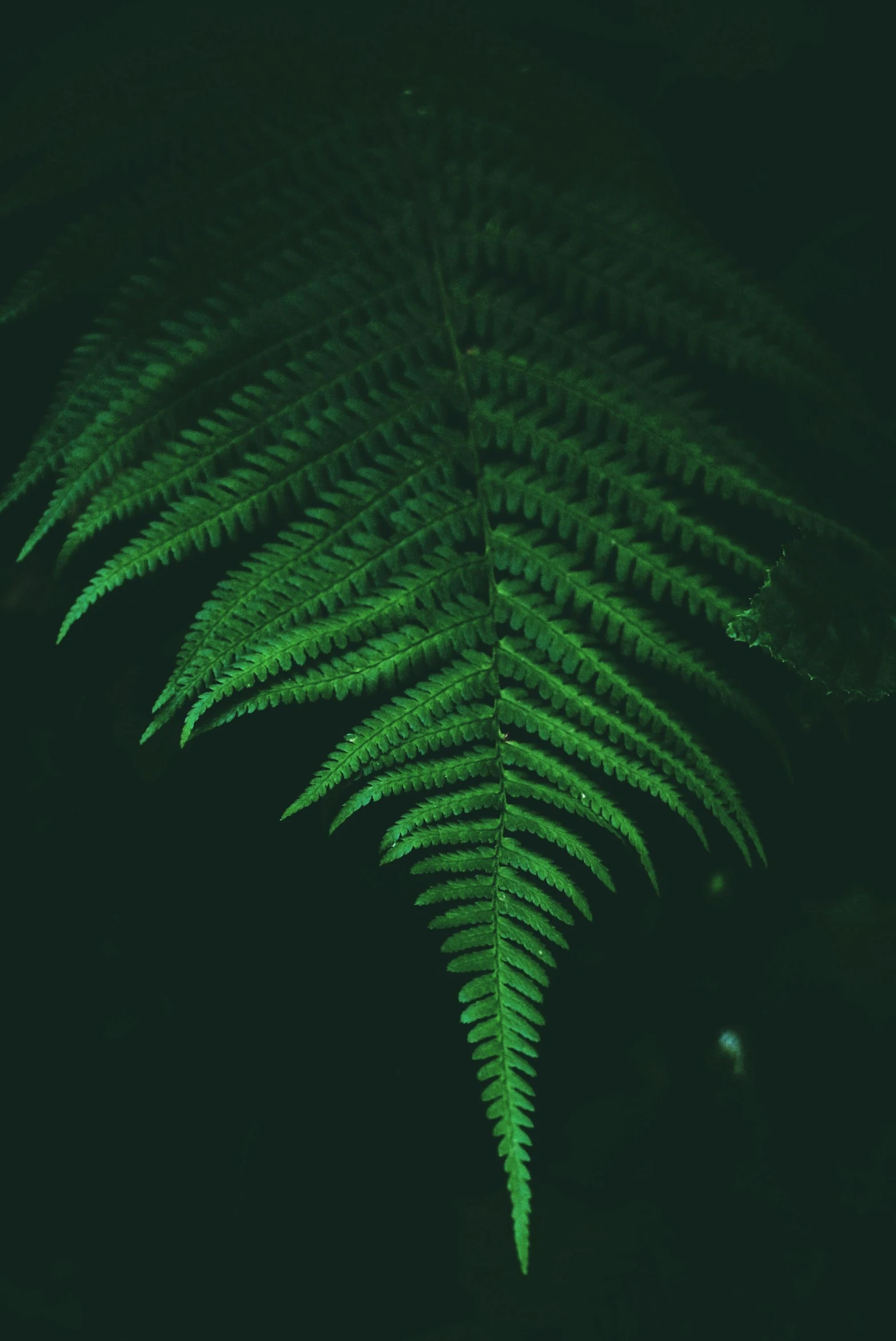 a fern leaf lit up in the dark, an album cover, inspired by Elsa Bleda, a handsome, night vision, low quality photo, multiple stories