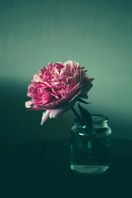 a pink flower in a glass vase on a table, inspired by Elsa Bleda, unsplash, old color photograph, peony, single, bottle