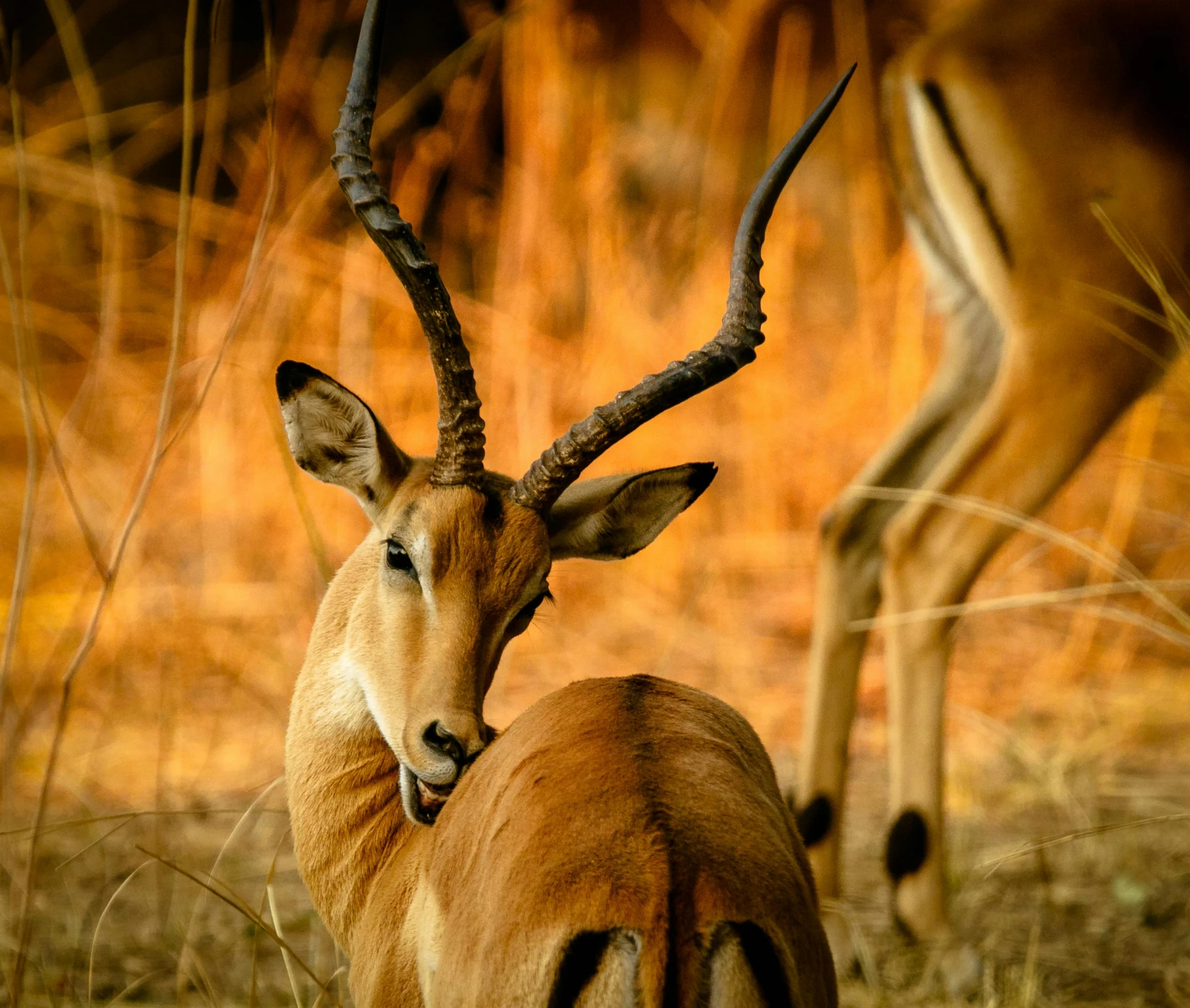 a couple of antelope standing next to each other, by Daniel Lieske, pexels contest winner, fine art, warm glow, details and vivid colors, short neck, savanna