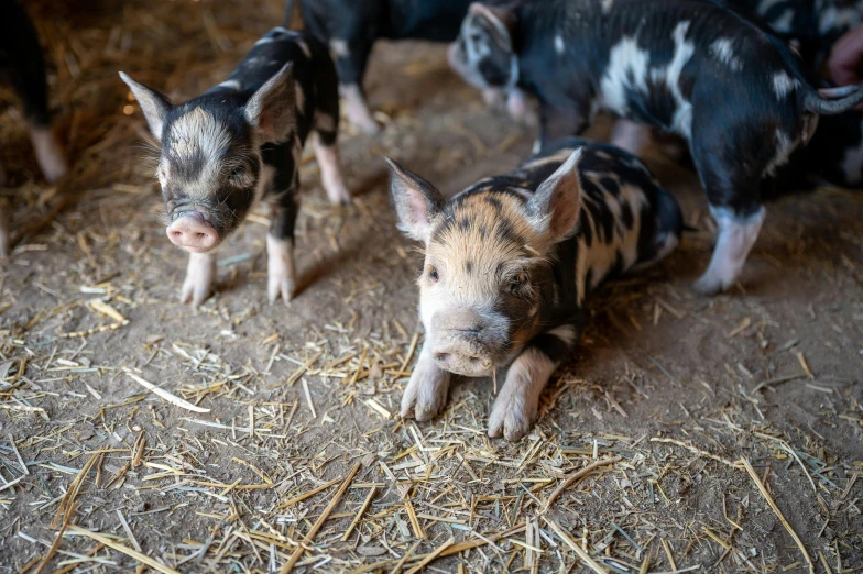 a group of small pigs standing next to each other, unsplash, pov photo, thumbnail, multiple stories, inside a farm barn