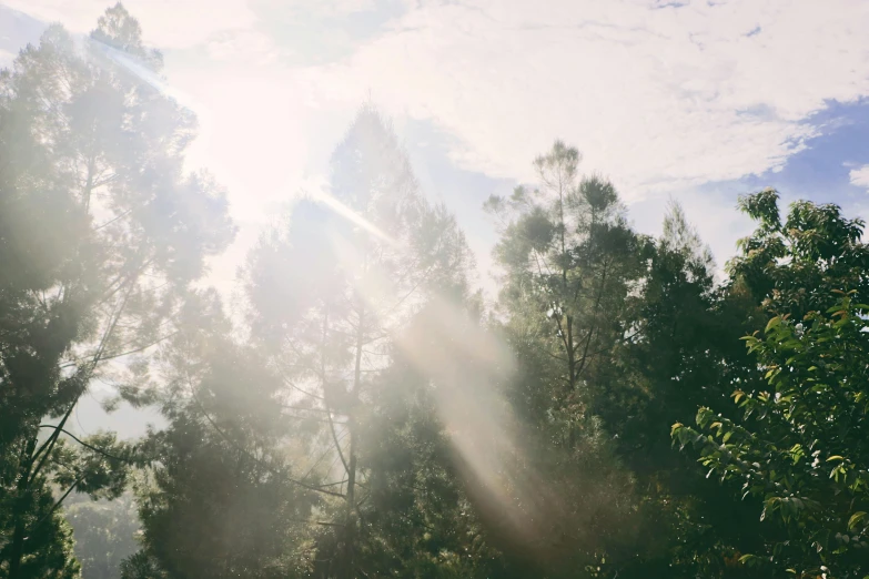 the sun shines through the trees on a sunny day, by Sophie Pemberton, unsplash contest winner, light and space, holy sacred light rays, lush vista, dust motes in air, eucalyptus trees