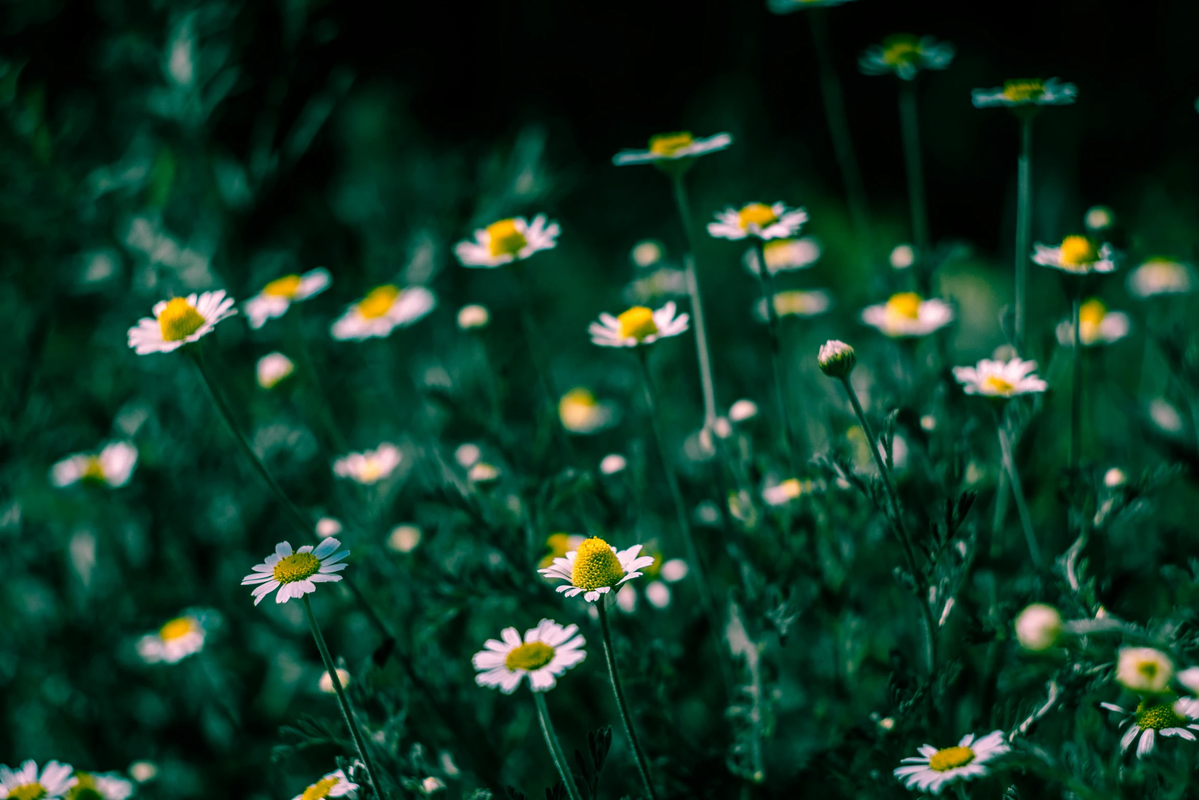 a field full of white and yellow flowers, inspired by Elsa Bleda, pexels, on a dark background, #green, instagram post, thin dof