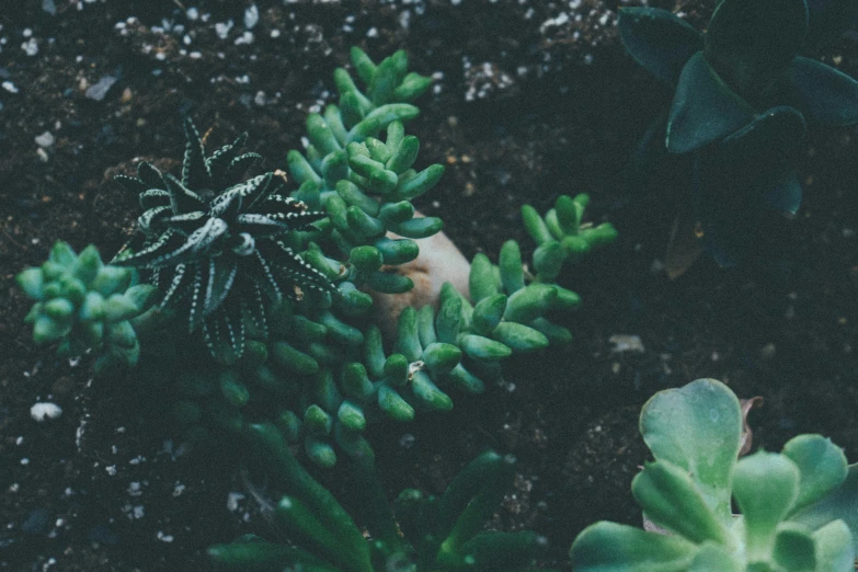 a couple of plants that are in the dirt, inspired by Elsa Bleda, trending on unsplash, aestheticism, lush garden spaceship, greenish skin, high angle close up shot, lo-fi