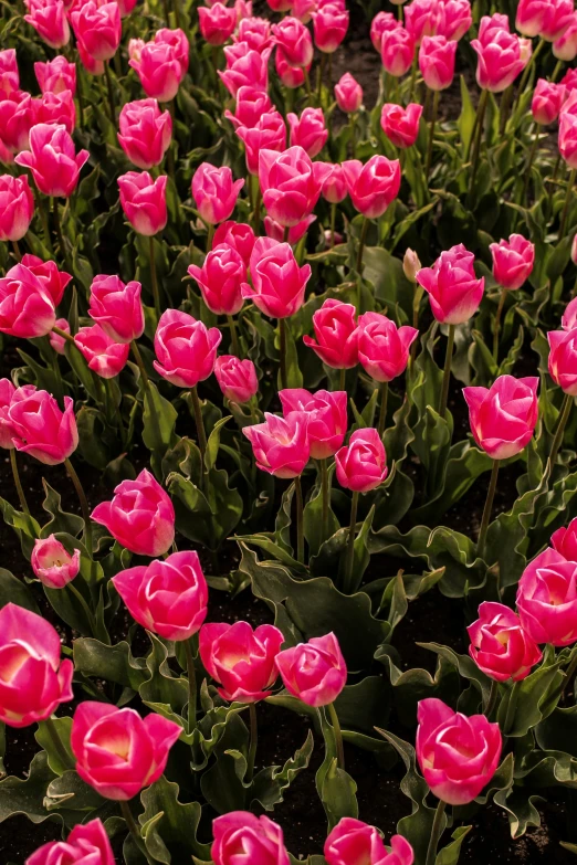 a field of pink tulips in full bloom, a digital rendering, trending on unsplash, romanticism, zoomed in shots, lush foliage, amsterdam, colorful”