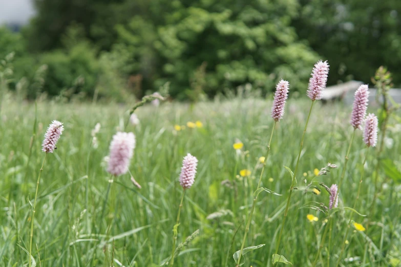 a bunch of flowers that are in the grass, by Rachel Reckitt, unsplash, plein air, shot on sony a 7 iii, pink bees, wild ginger hair, grassland
