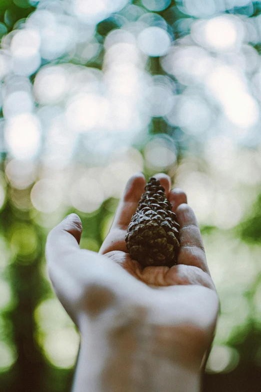 a person holding a pine cone in their hand, inspired by Elsa Bleda, lush surroundings, instagram post, sustainable materials, acorns