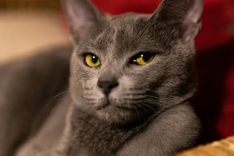 a close up of a cat laying on a chair, a portrait, pexels contest winner, blue gray, shot with sony alpha, closeup 4k, with pointy ears