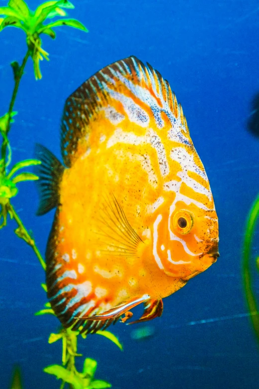 a close up of a fish in an aquarium, orange and blue, yellow, on display, looking confident