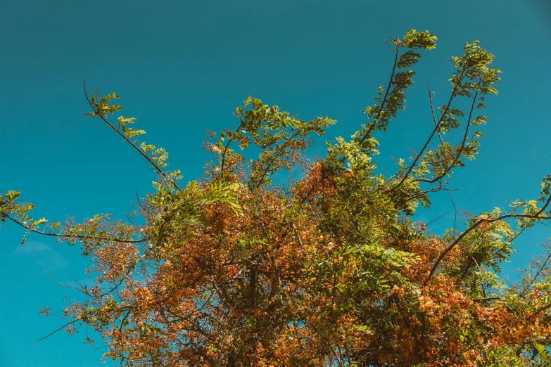 a giraffe standing on top of a lush green field, an album cover, inspired by Elsa Bleda, unsplash, hurufiyya, leaves on branches, clear blue sky, chartreuse and orange and cyan, 3/4 view from below