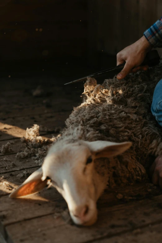 a person sheering a sheep with a pair of scissors, trending on pexels, dramatic cinematic detailed fur, australian, a wooden, brushed