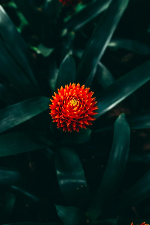 a red flower sitting on top of a green plant, inspired by Elsa Bleda, unsplash contest winner, orange extremely coherent, a high angle shot, bromeliads, cinematic shot ar 9:16 -n 6 -g