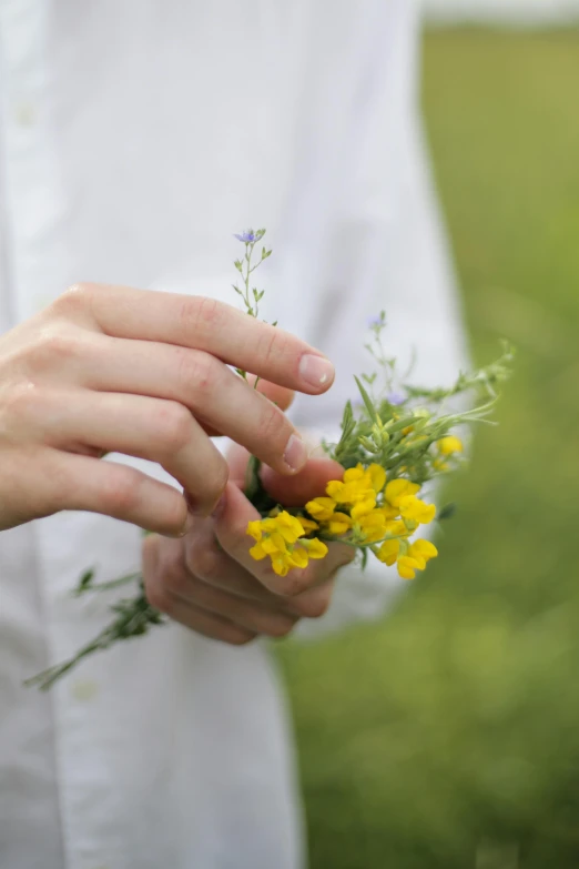 a person holding a bunch of yellow flowers, wearing a white lab coat, meadow flowers, herbs, hand holdings