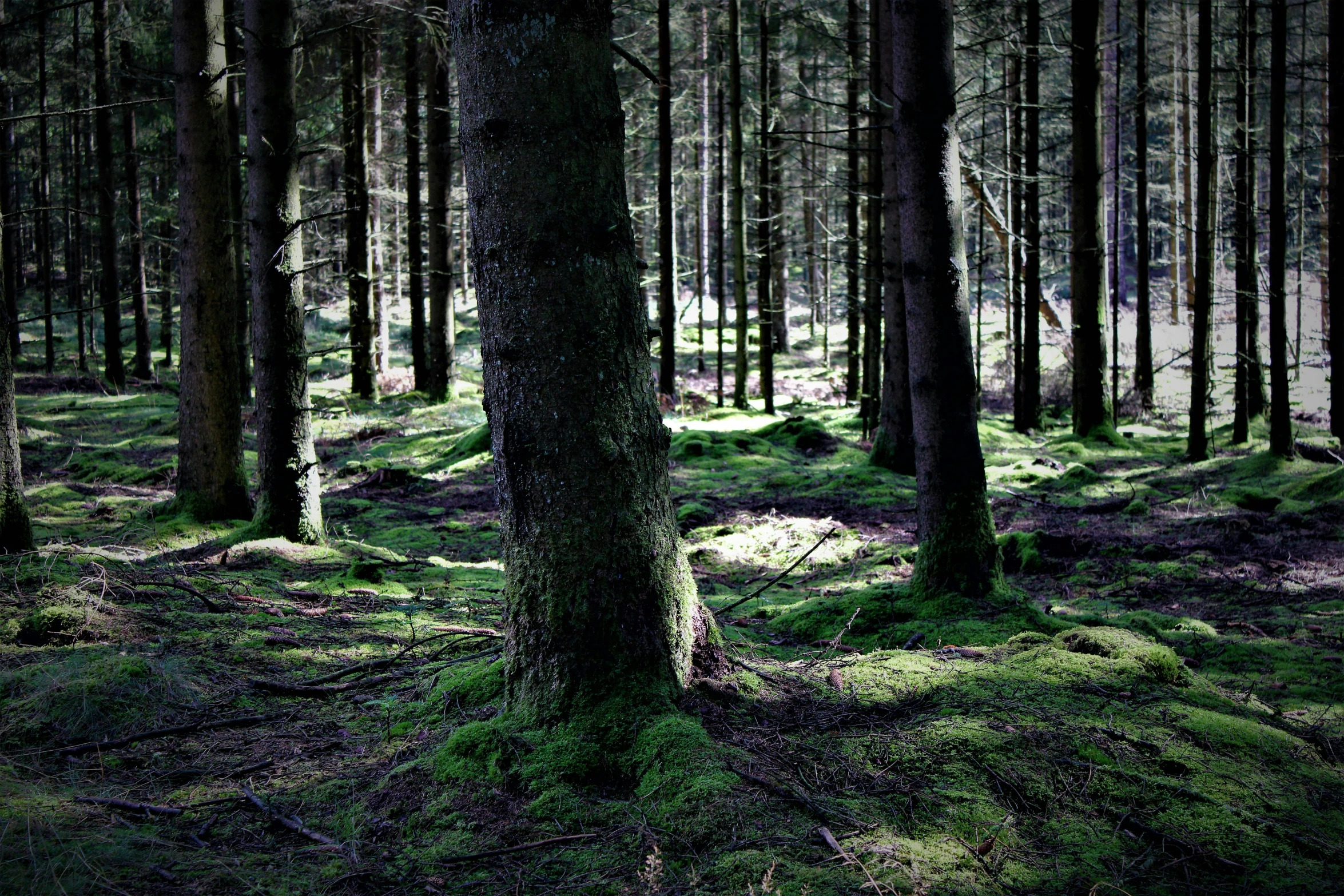 a forest filled with lots of trees covered in green moss, an album cover, unsplash, ((trees))