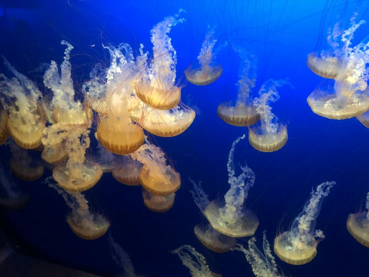 a group of jellyfish swimming in an aquarium, by Alison Geissler, pexels, maple syrup sea, slide show, blue, a wooden