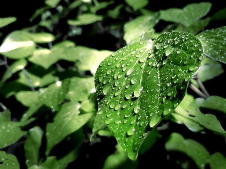 a green leaf with water droplets on it, pixabay, photorealism, green flora forest, thumbnail, high quality photo, monsoon