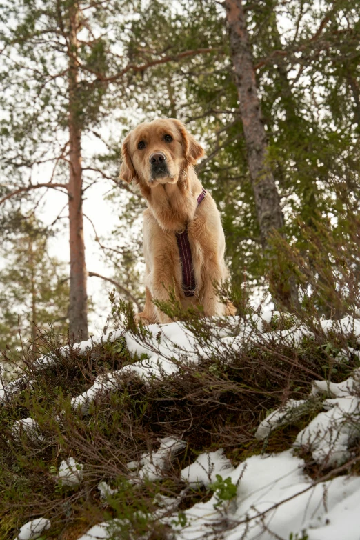 a dog standing on top of a snow covered hill, a portrait, by Veikko Törmänen, perched on a mossy branch, pine, golden collar, medium-shot