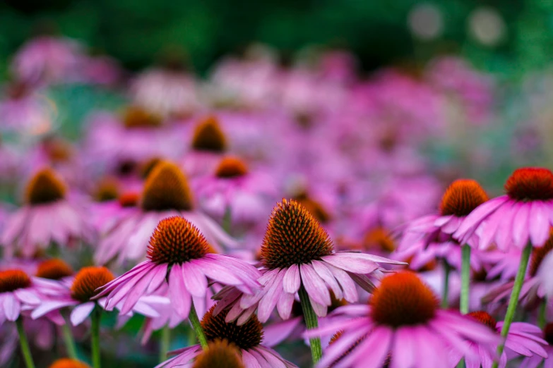 a bunch of purple flowers in a field, by Carey Morris, pexels, fan favorite, pink petals, botanic garden, shot with sony alpha 1 camera