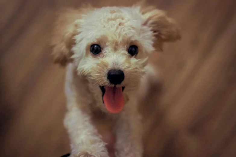 a small white dog standing on top of a wooden floor, pexels, photorealism, all overly excited, square, fluffy'', puppy