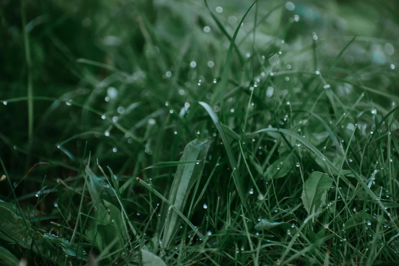 a fire hydrant sitting on top of a lush green field, an album cover, by Attila Meszlenyi, unsplash, ultra detailed rain drops, long thick grass, dewdrops, smooth tiny details