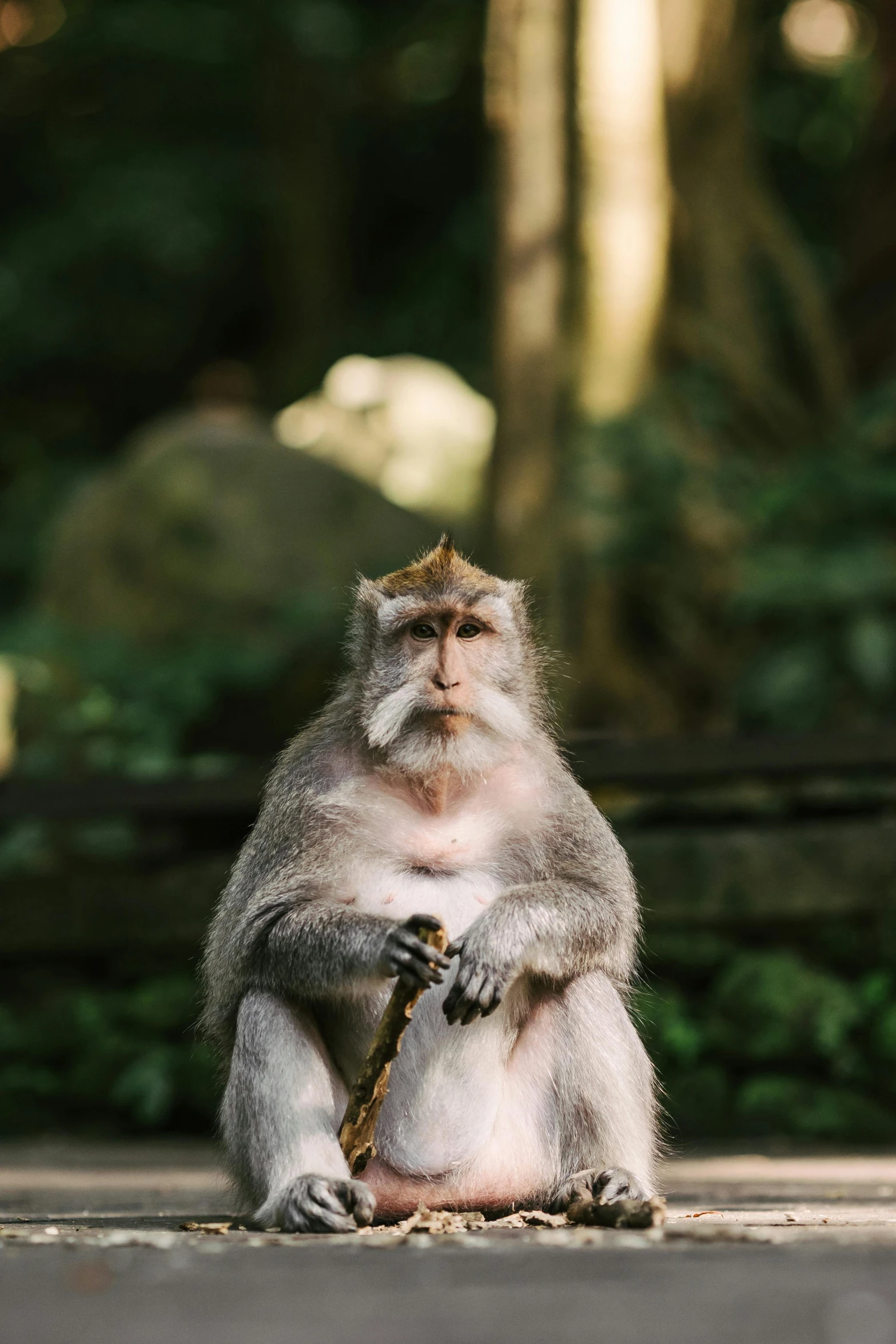 a monkey that is sitting on the ground, by Basuki Abdullah, pexels contest winner, holding a scepter, smug smirk, slightly pixelated, crossed arms