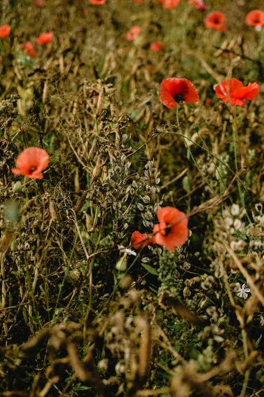 a field filled with lots of red flowers, a colorized photo, by Adam Marczyński, pexels contest winner, romanticism, orange grass, ww1 trench, background image, well worn